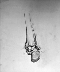 Anatomic study 1982 by Luigi Vanzan